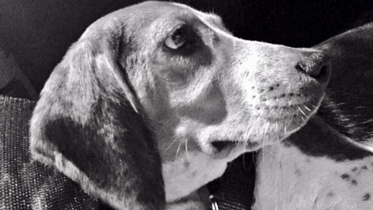 An adorable Beagle puppy laying on a comfortable cushion.